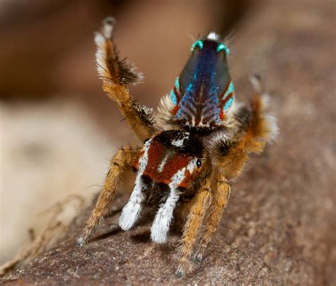 _MG_9731 peacock spider Maratus linnaei | youtu.be/DlcqlXJFT… | Flickr - Photo Sharing!