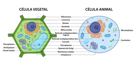 Célula Vegetal