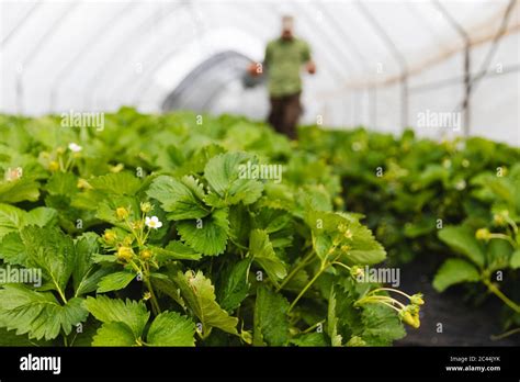 Organic strawberry cultivation Stock Photo - Alamy