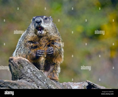 Close up of a woodchuck eating a peanut. The groundhog (Marmota monax), also known as a ...