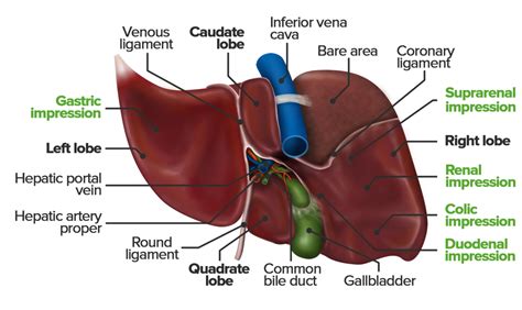 Liver Porta Hepatis Anatomy