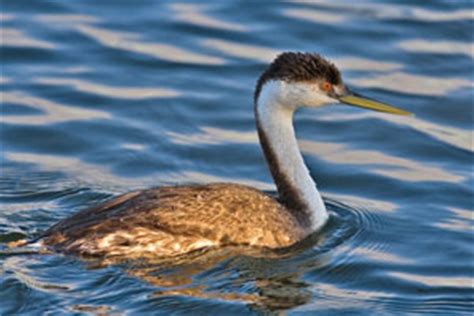 Western Grebe Facts for Kids - NatureMapping