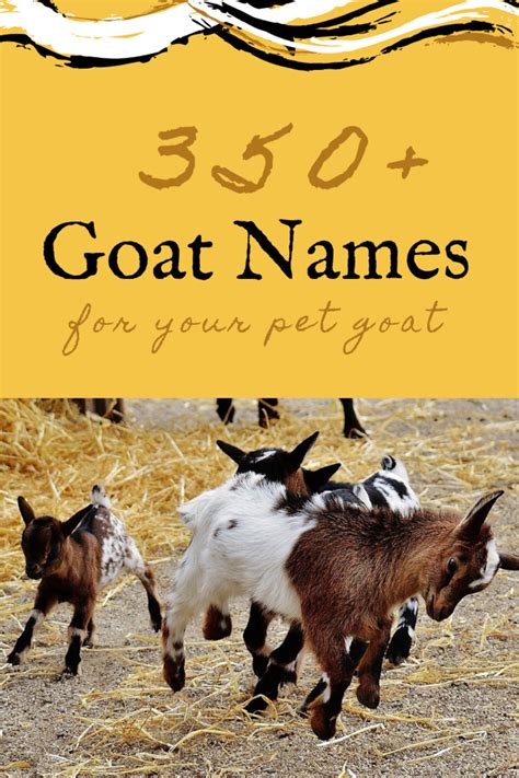 350+ Pet Goat Names for Your New Goat (From Angus to Waffles) | PetHelpful