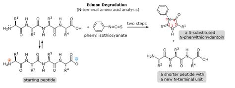 What Is The Purpose Of The Peptide Bond That Is Shown In The Diagram ...