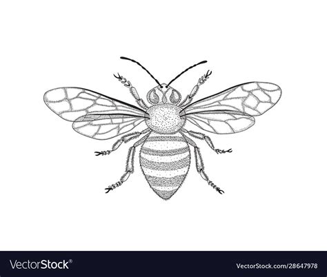 Black and white honey bee with spread wings Vector Image