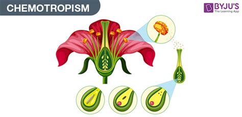 Tropic Movements In Plants- Different Types of Tropic Movements