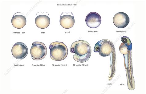 Zebrafish Embryo Drawing