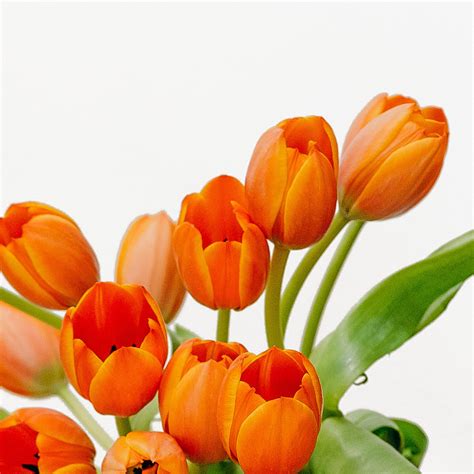 Orange Tulips Single Variety - Flower Addict