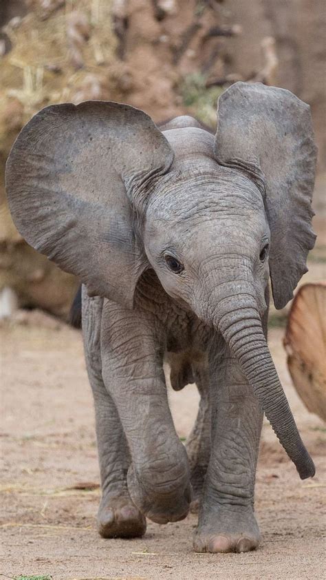 African Elephant Cute Baby