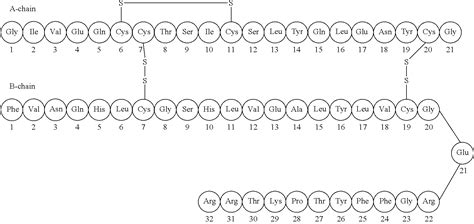 Insulin Amino Acid Structure