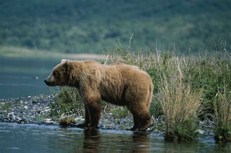 Free photo: Brown Bear Hunting - Animal, Bear, Brown - Free Download ...