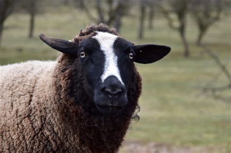 10 Brown Sheep Breeds (A to Z List with Pictures) – Fauna Facts