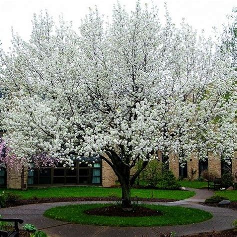 Cleveland Flowering Pear Tree | Flowering pear tree, Pear trees, Trees for front yard