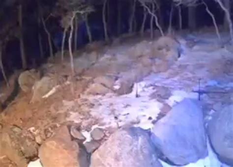 VIDEO: Three mountain lions roam near Colorado Springs home | FOX21 ...