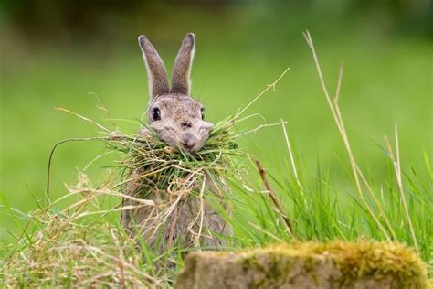 Rabbit, bunny eating grass, cute wallpaper | Funny animal photos ...