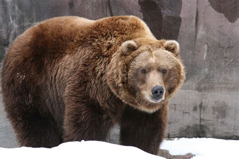 Grizzly Bears: awesome | Grizzly bear facts, Grizzly bear, Bear hunting