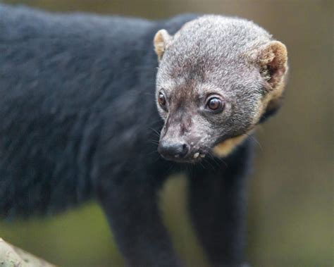 Definitive Guide To Tayra Facts, Habitat, Conservation Status, Zoo ...