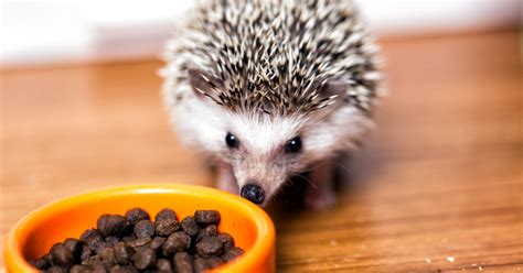 Best Cat Food For Hedgehogs | Hedgehog Food List, Diet Plan