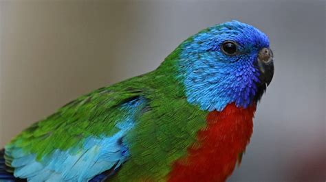 Breeders for Australian grass parakeets | Parrotlets Forum : TalkParrotlets