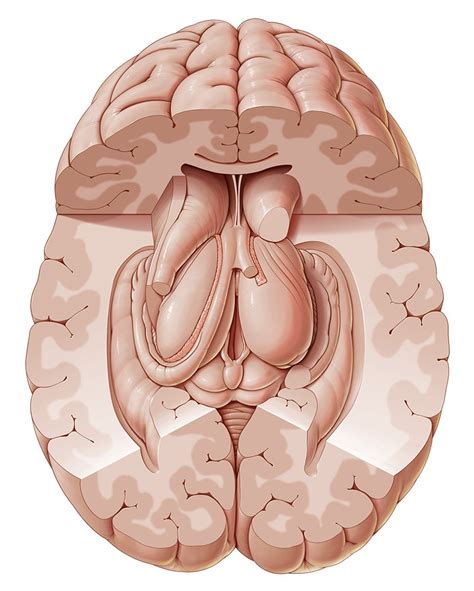 Subcortical structures (Anatomy) - Study Guide | Kenhub