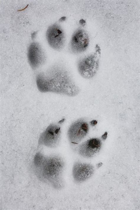 Wolf Tracks in the Snow | Wolf paw print, Wolf pictures, Wolf paw