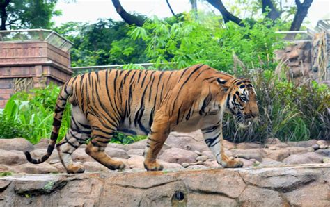 Mumbai: Byculla Zoo set for makeover as BMC invites tenders for the ...