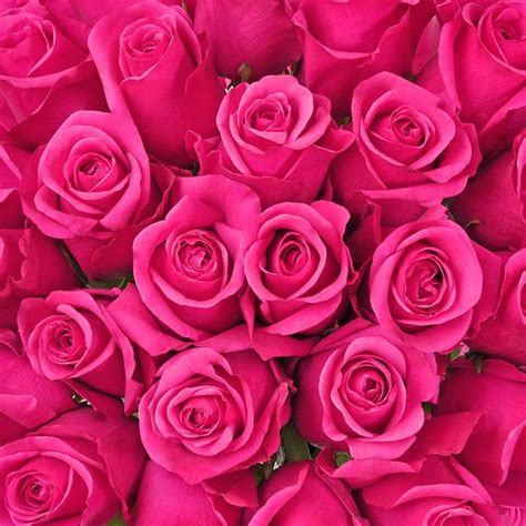 Hot Pink Roses - Choose from 25 to 200 Stems | Pink roses background ...