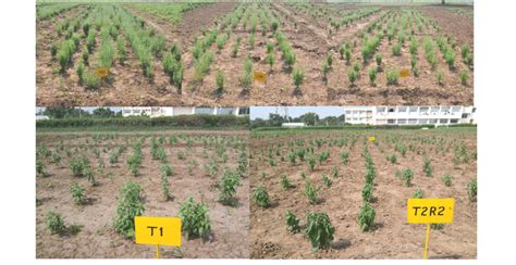 -General view of the field experiment. | Download Scientific Diagram