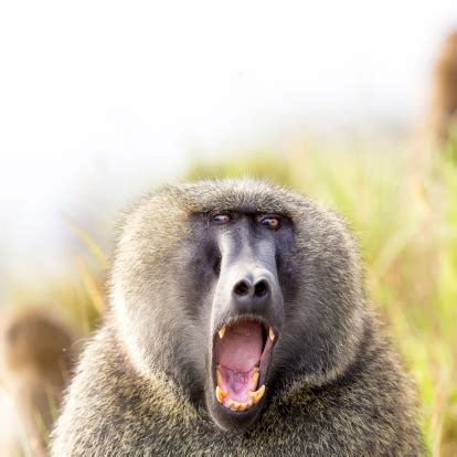 Baboon Showing Teeth Stock Photo - Download Image Now - iStock