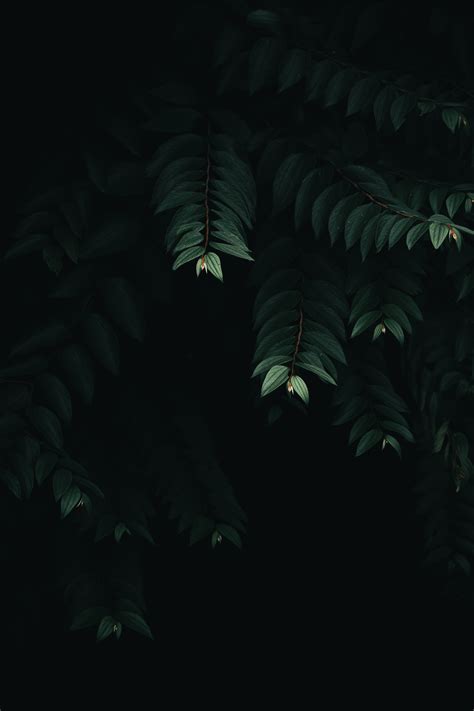 Dark Green Leaves Wallpapers - Wallpaper Cave