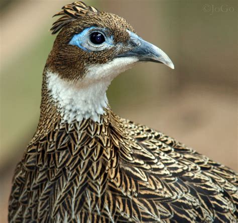 Pin on Peacocks