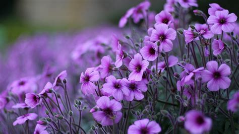 Purple Flowers Geranium Ornamental Flowering Plants Hd Wallpaper For ...