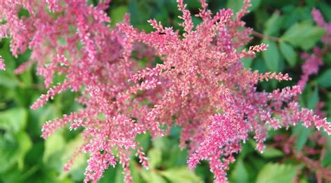 19 Different Types of Beautiful Astilbe Varieties