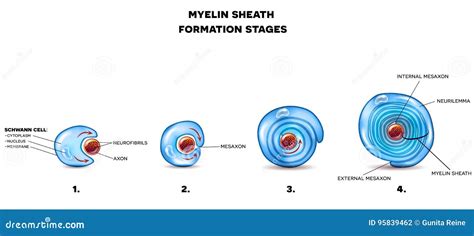 Myelin Sheath of the Neuron Stock Vector - Illustration of colorful, biology: 95839462