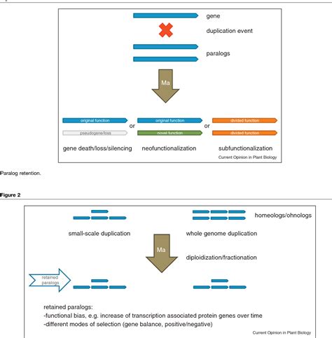 Figure 2 from Gene duplication as a driver of plant morphogenetic ...