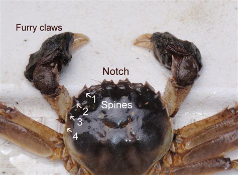 Shorelines » Blog Archive Wanted: The Hunt for Chinese Mitten Crabs Is Back On - Shorelines