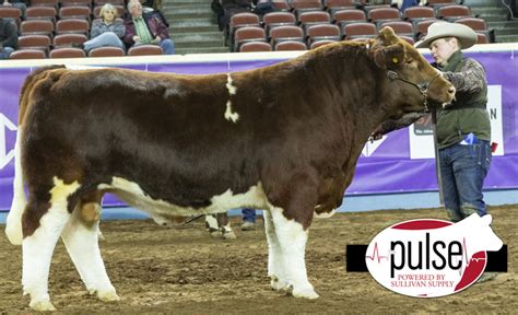 Cattlemen’s Congress | Fullblood Maine-Anjou Bulls | The Pulse