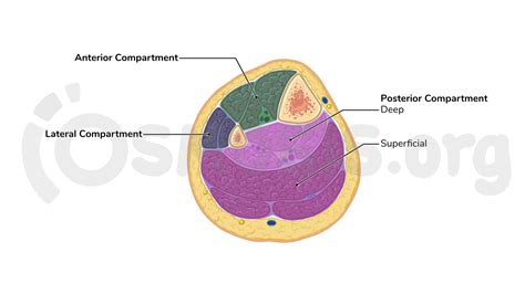 Anatomy of the leg | Osmosis