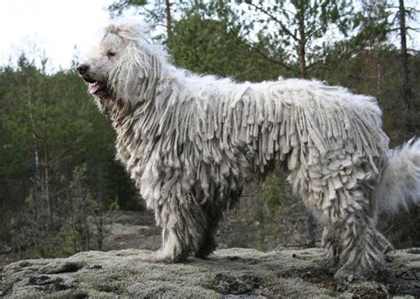 Most Popular Guard Dog Breeds | Stacker