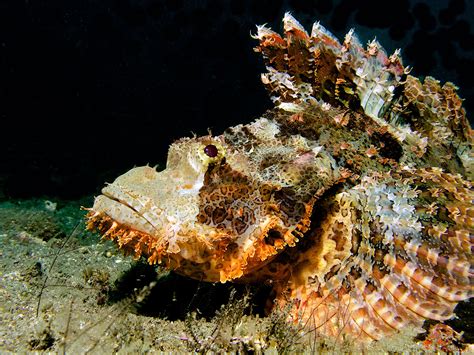 scorpionfish from Padangbai Bali | ธรรมชาติ