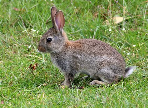 Rabbits: Habits, Diet & Other Facts | Live Science