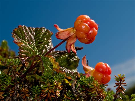 Photos of cloudberry plants – different stages of flowering and berries ...