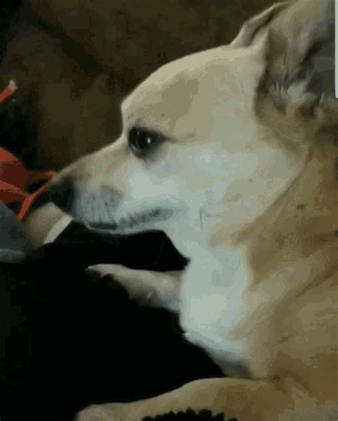 Dogs Yawn GIF - Dogs Yawn Cute - Discover & Share GIFs