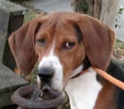 Treeing Walker Coonhound Puppies For Sale | Sweetwater, TN #169156