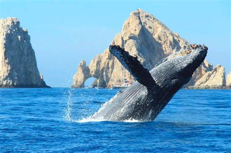 Whale Season Cabo: Whale-watching in Cabo San Lucas - La Isla Tour Cabo