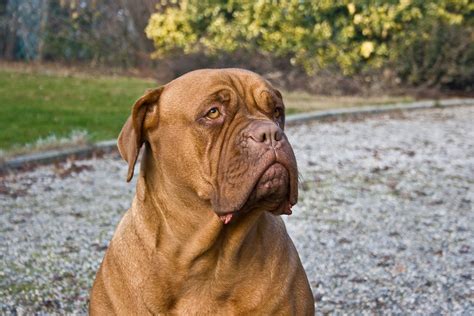 French Dog Breeds - Dog Breeders Guide