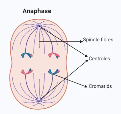 Mitosis Explained with Diagram - CBSE Class Notes Online - Classnotes123