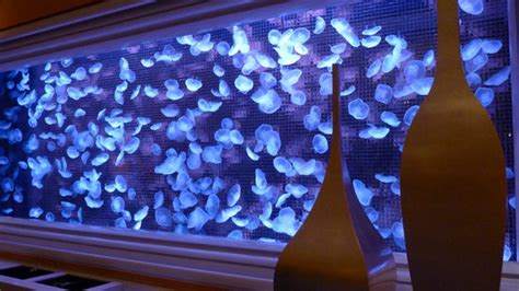 Moon Jellyfish Aquarium (Macau) - 2021 All You Need to Know BEFORE You Go | Tours & Tickets ...