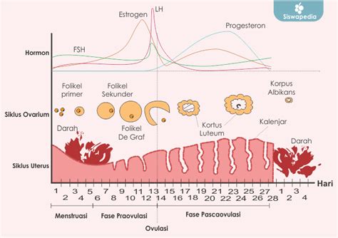 Menstrual Cycle Hormone Levels Ovarian Cycle And Endometrium Layer Menstrual Proliferative ...