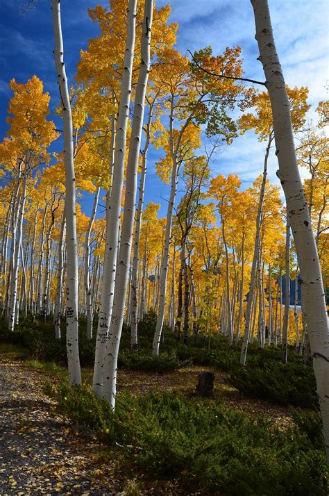 Pando aspen clone fall colors, | Free Photo - rawpixel